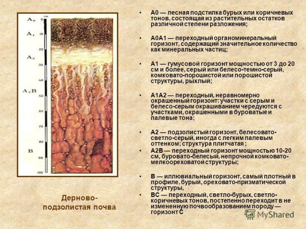 Дерново-подзолистые почвы гумусовый Горизонт
