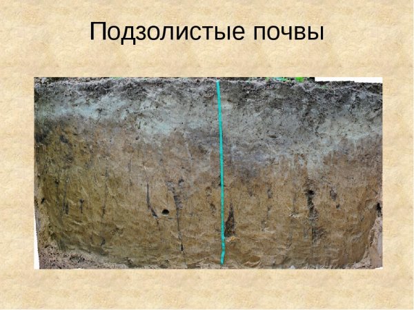 Подзолистый Тип почвы
