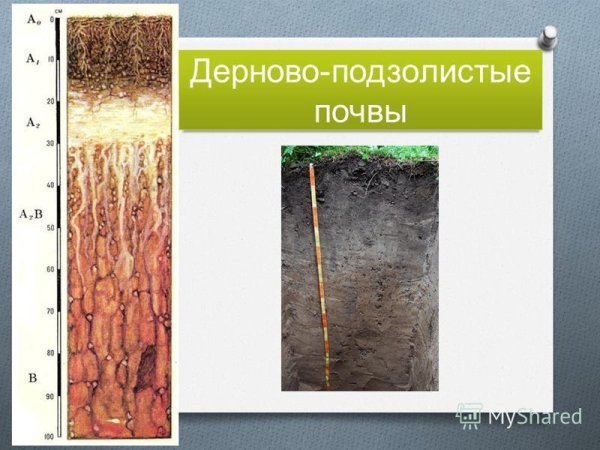 Дерковов подзодистые почвы