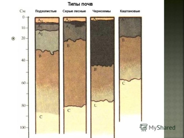 Строение почвенного профиля дерново-подзолистых почв