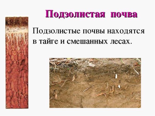 Подзолистые и дерново-подзолистые почвы тайги