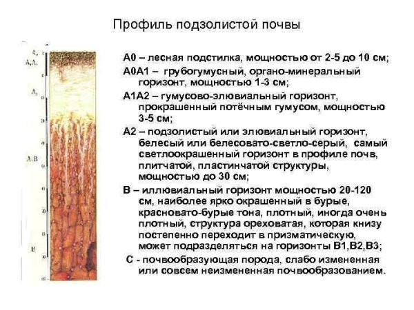 Дерново-подзолистые почвы профиль схема