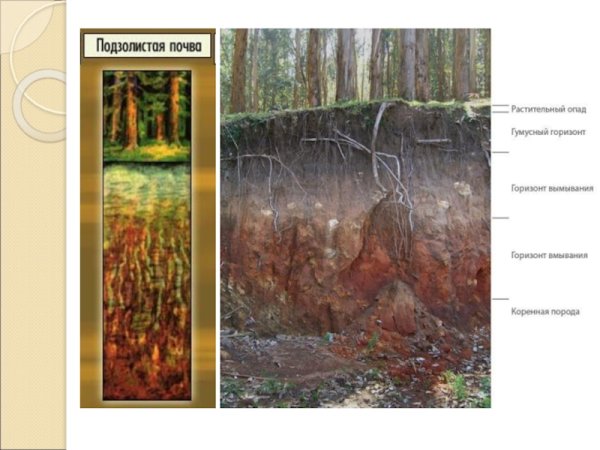 Дерево подзолистые почвы тайги