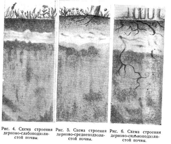 Дерново-подзолистые почвы профиль схема