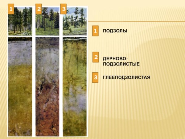 Подзолистые тайги почвенный профиль