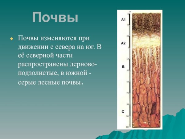 Подзолистые почвы тайги