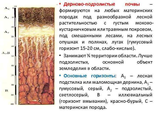 Почвенные горизонты дерново-подзолистых почв