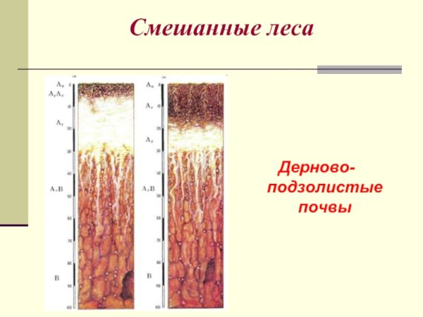 Генетические горизонты дерново подзолистой почвы