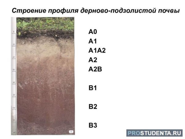 Профиль почвы дерново подзолистая почва