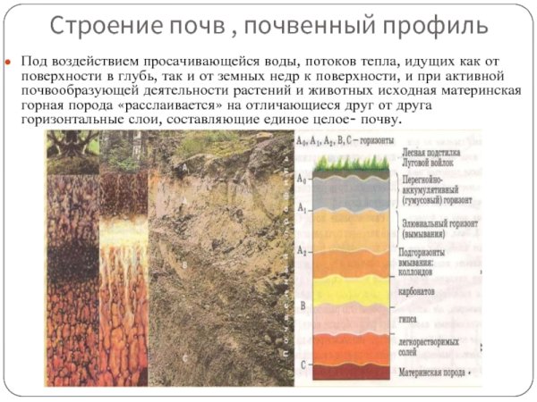 Схема почвенного профиля дерново подзолистых почв