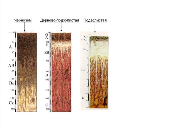 Дерново-подзолистые почвы профиль