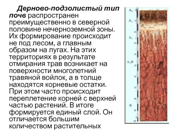Дерново подзолистые почвы профиль горизонты