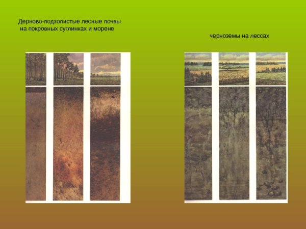 Дерново-подзолистые Лесные почвы