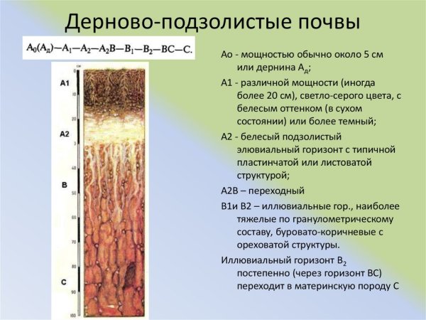 Подзолистые и дерново-подзолистые почвы