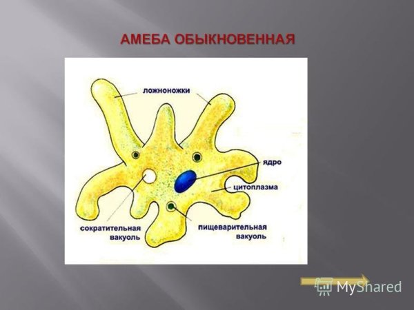 Строение амебы 7 класс биология