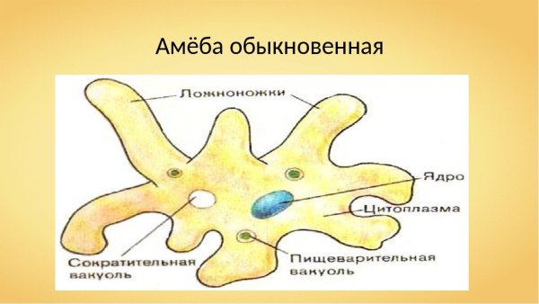 Строение амебы 7 класс биология