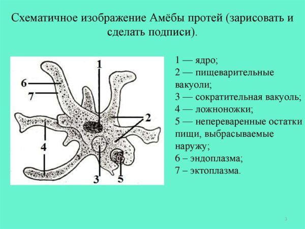 Строение амебы Протей 7 класс