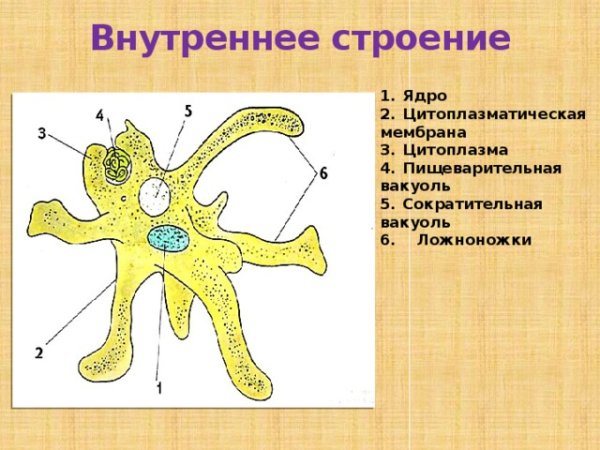 Строение амебы Протей 7 класс