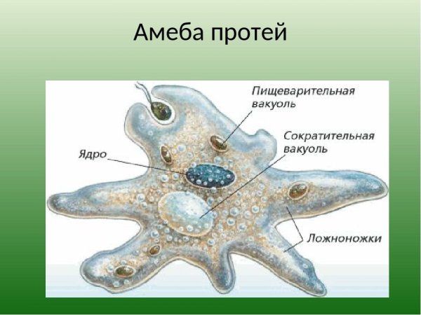Строение клетки амебы обыкновенной рисунок