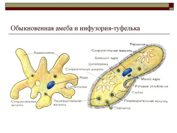 Мембрана у амебы обыкновенной