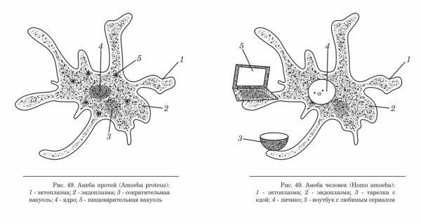 Амеба Лучистая