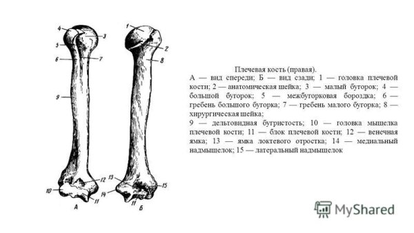Плечевая кость строение анатомия