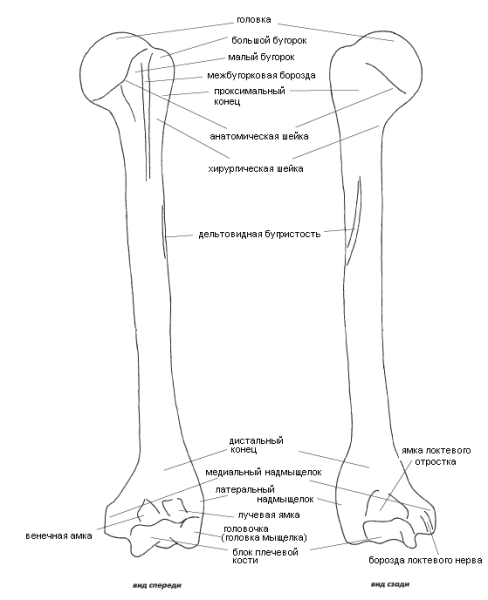 Плечевая кость анатомия человека