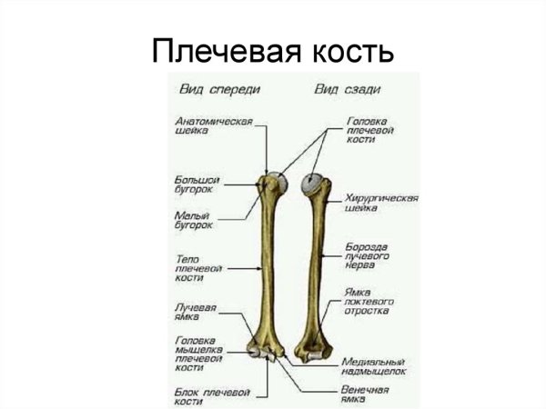 Плечевая кость анатомия латынь