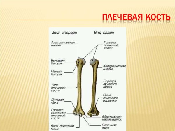 Плечевая кость вид спереди и сзади