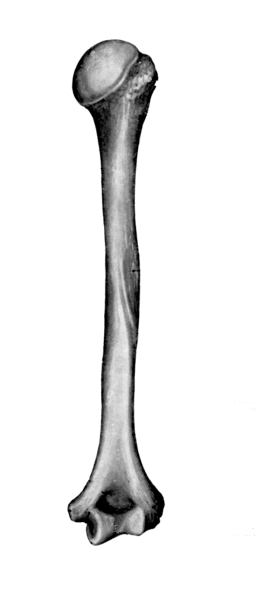 Плечевая кость правая вид спереди рисунок