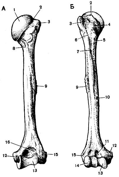Плечевая кость анатомия человека