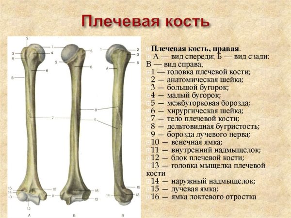 Плечеваякомть анатомия