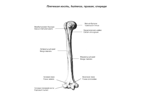 Плечевая кость схема анатомия