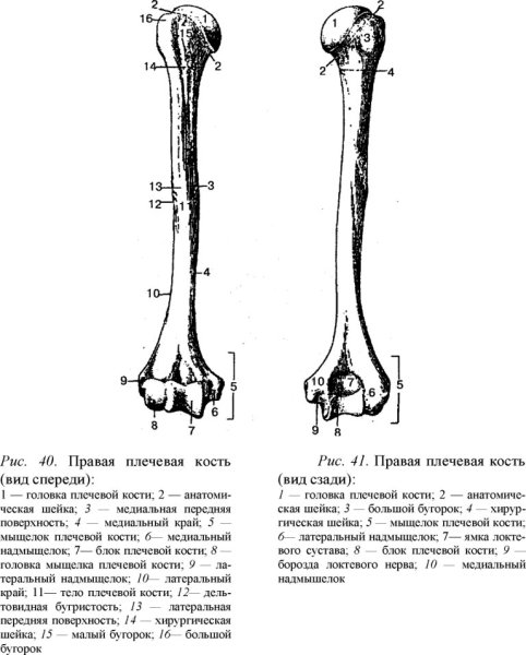 Плечевая кость правая вид спереди