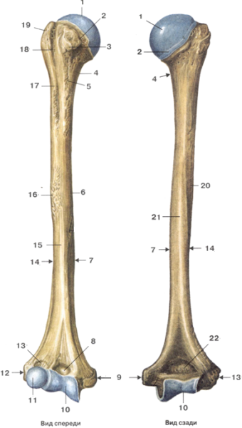 Дистальный эпифиз плечевой кости