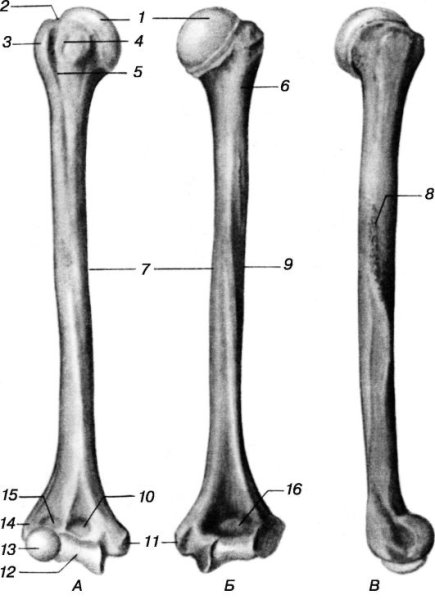 Плечевая кость анатомия человека
