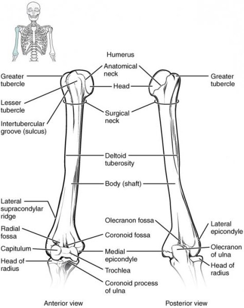 Os Humerus анатомия
