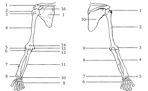 Скелет верхней конечности кости плечевого пояса