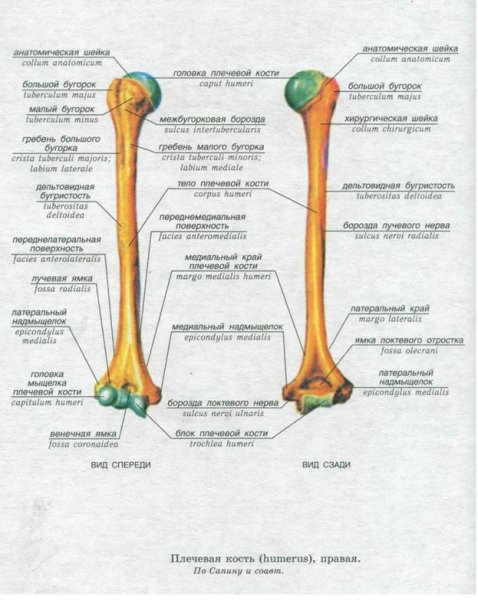 Строение плечевой кости на латинском и русском