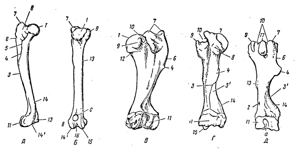 Плечевая кость коровы анатомия