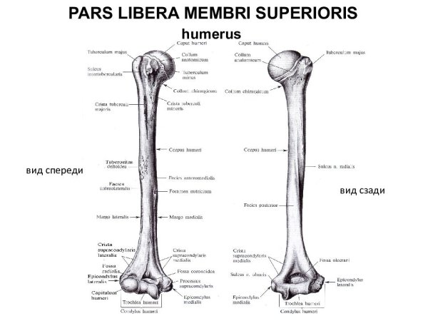 Строение плечевой кости на латыни
