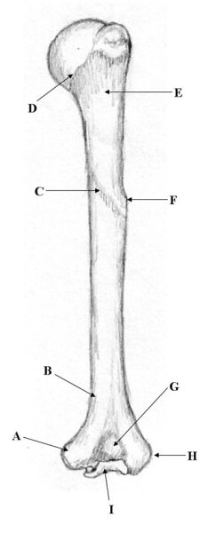 Локтевая кость анатомия без подпис