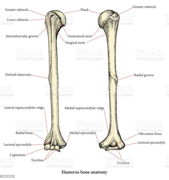 Humerus Bone