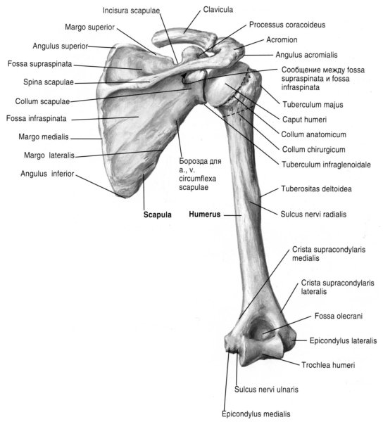 Кости плечевого пояса и верхних конечностей