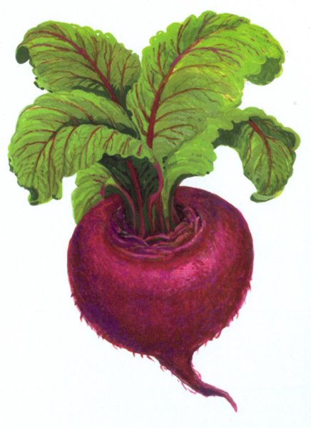 Свекла рисунок