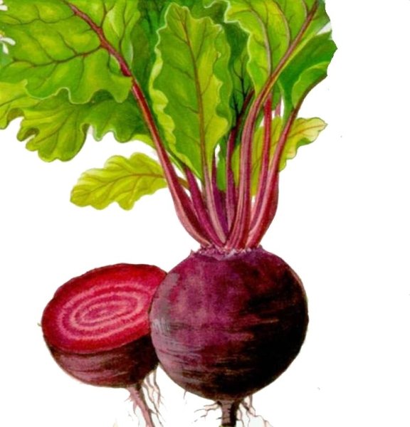 Бурак свекла