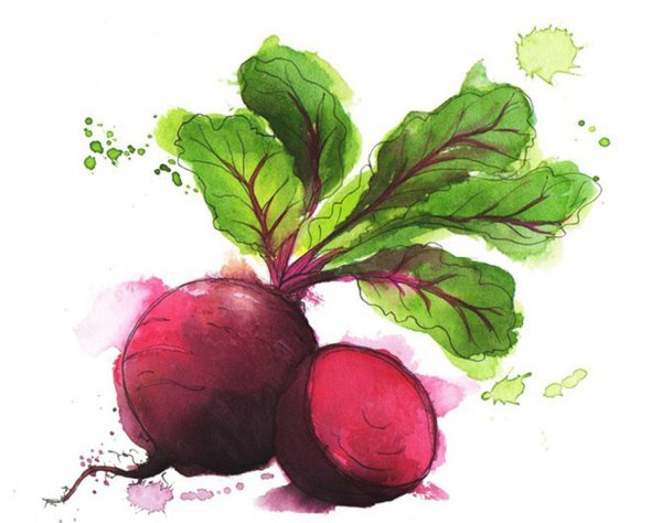 Свекла рисунок