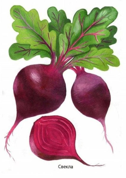 Свекла рисунок