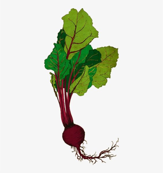 Свекла на белом фоне