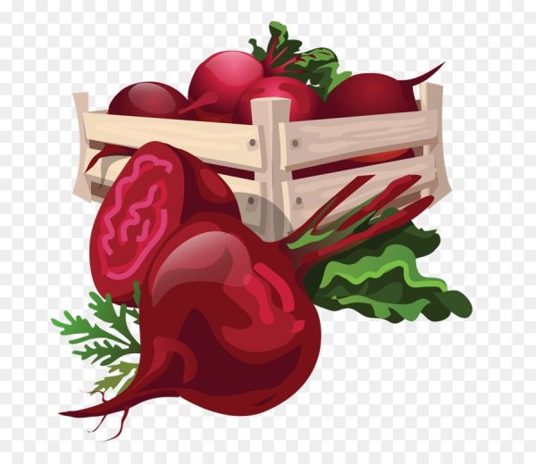 Свекла Ботаническая живопись стилизация